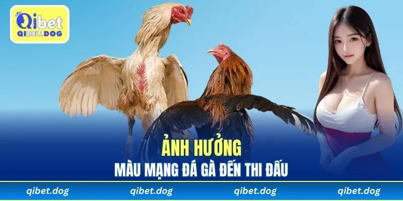 Ảnh hưởng của màu mạng đá gà đến thi đấu
