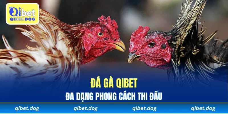 Đa dạng phong cách thi đấu trong đá gà Qibet