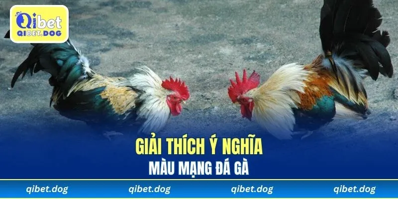 Giải thích ý nghĩa của màu mạng gà đá