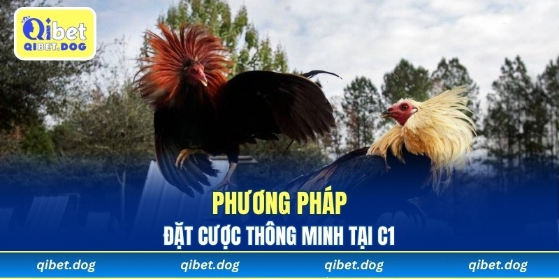 Phương pháp đặt cược thông minh tại C1