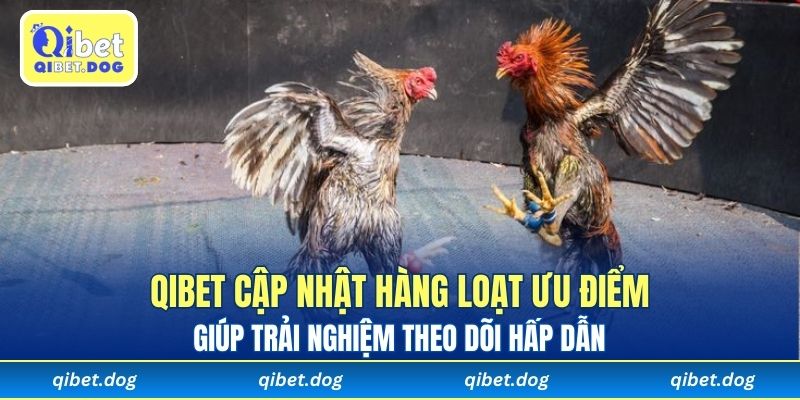 Qibet cập nhật hàng loạt ưu điểm giúp trải nghiệm theo dõi hấp dẫn 