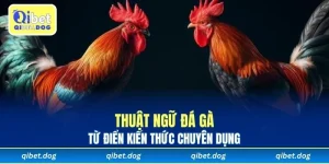 Thuật Ngữ Đá Gà Cần Biết - Từ điển Kiến Thức Tại Qibet
