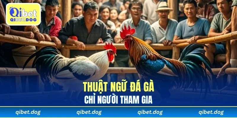 Thuật ngữ đá gà chỉ người tham gia