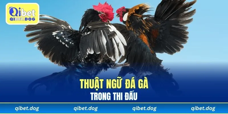 Từ chuyên môn trong thi đấu và kèo đá gà