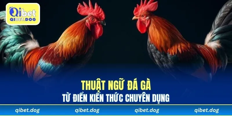 Thuật Ngữ Đá Gà Cần Biết - Từ điển Kiến Thức Tại Qibet