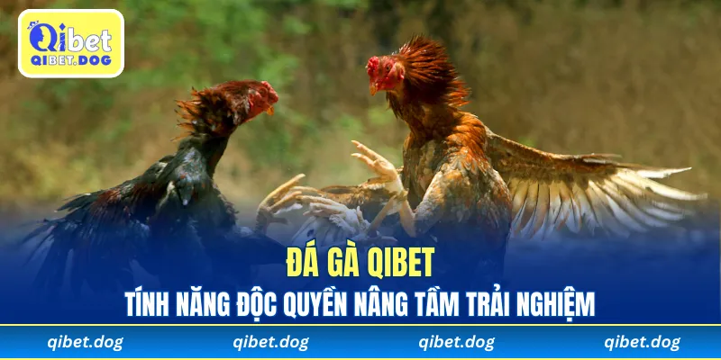 Tính năng độc quyền nâng tầm trải nghiệm đá gà Qibet
