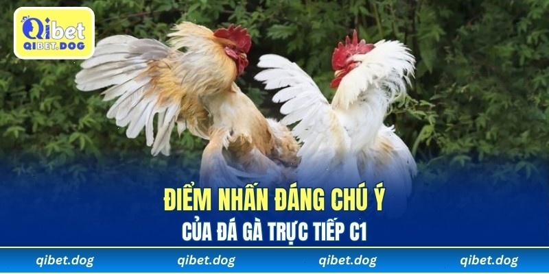 Top điểm nhấn đáng chú ý của đá gà trực tiếp C1