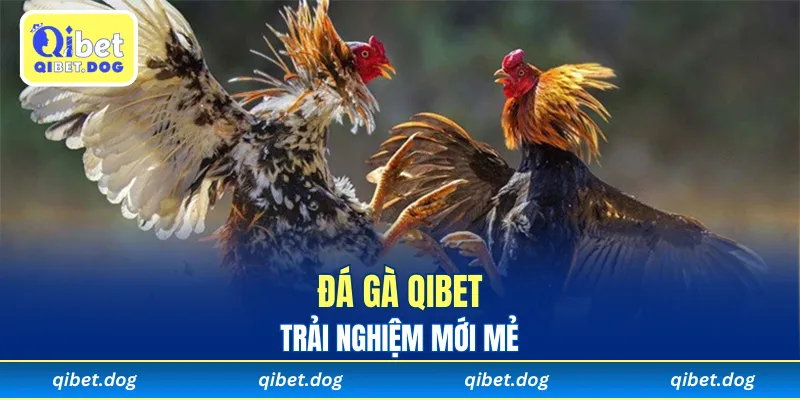 Trải nghiệm mới mẻ trong đá gà Qibet