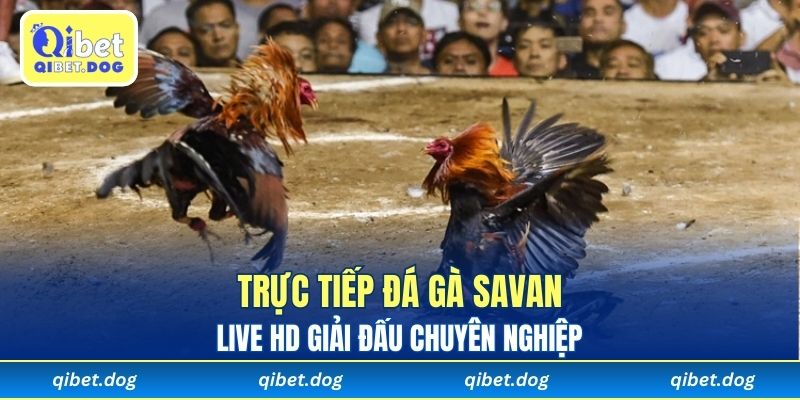 Trực tiếp đá gà Savan đem đến hàng loạt giải đấu hot 